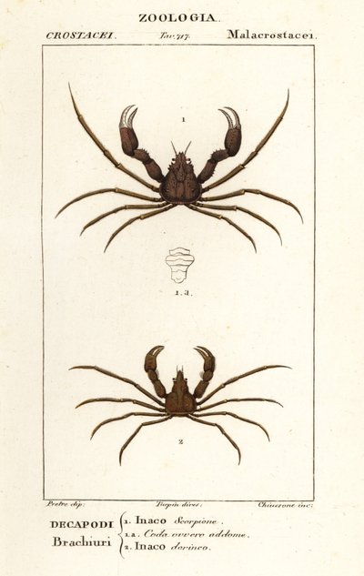 Scorpion edderkoppekrabbe og Leachs edderkoppekrabbe af Corsi Corsi