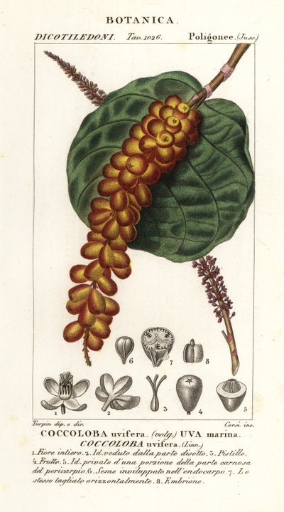 Seagrape eller baygrape, Coccoloba uvifera, Sea grape af Corsi Corsi