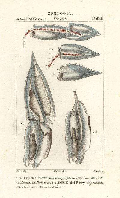 Siphonophores, Diphyes dispar, Diphyes boryi, Difie del Bory af Corsi Corsi