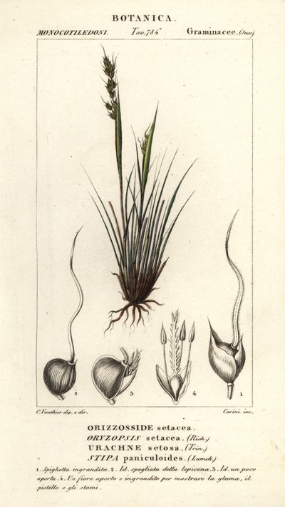Spydgræs, Piptochaetium panicoides af Corsi Corsi