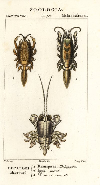 Arter af muldvarpekrabber eller sandkrabber af Corsi Corsi