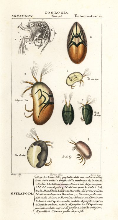 Arter af ostracoder af Corsi Corsi