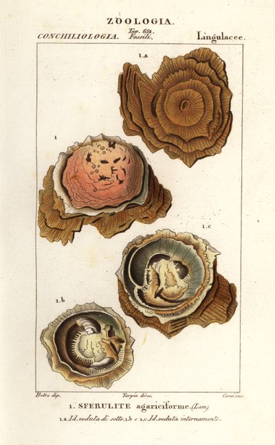 Spherulites agariciformis af Corsi Corsi