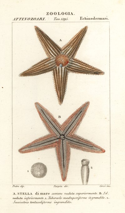 Søstjerne eller havstjerne, Asterias rubens af Corsi Corsi