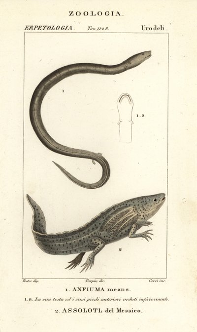 Totået amphiuma, Amphiuma betyder, Anfiuma betyder 1 og kritisk truet axolotl eller mexicansk vandrende fisk, Ambystoma mexicanum, Assolotl del Messico 2 af Corsi Corsi