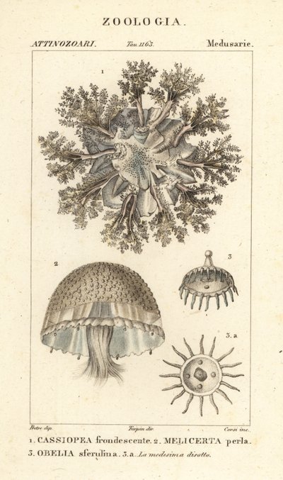 Op og ned vandmænd, Cassiopea frondosa 1, Melicertum art 2 og obelia polyp 3 af Corsi Corsi