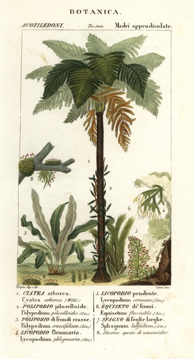 Vestindisk træbregne, Cyathea arborea, vinbregne, Microgramma piloselloides 2, yndefuld bregne, Niphidium crassifolium 3, grov kvastbregne, Huperzia phlegmaria 4, staghorn clubmoss, Lycopodiella cernua 5, vandpadderok af Corsi Corsi