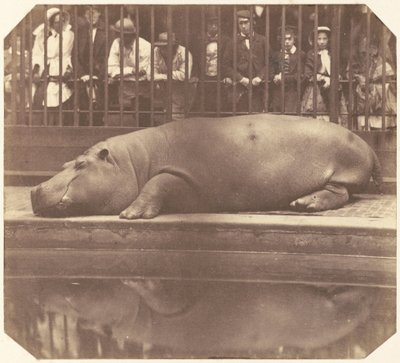 Flodhesten i Zoologiske haver, Regent
