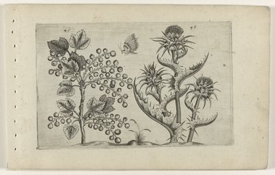Aalbes en Mariadistel Know the Lilies (serietitel) af Crispijn van de Passe (I) (attributed to)