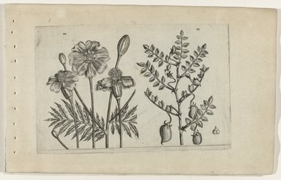 Tagetes og kikærter Cognoscite lilia (serietitel) af Crispijn van de Passe (I) (attributed to)