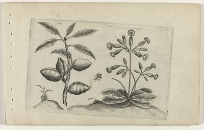 Amandelboom og gulden nøglebloem Know the Lilies (serietitel) af Crispijn van de Passe (I) (attributed to)