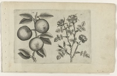 Æble og hund rose Cognoscite lilia (serietitel) af Crispijn van de Passe (I) (attributed to)