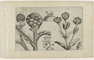 Artisjok en prikneus Know the Lilies (serietitel) af Crispijn van de Passe (I) (attributed to)
