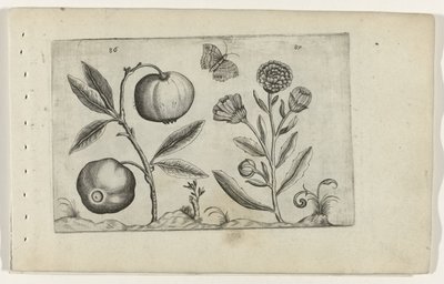 Assyrische appel en goudsbloem Know the Lilies (serietitel) af Crispijn van de Passe (I) (attributed to)