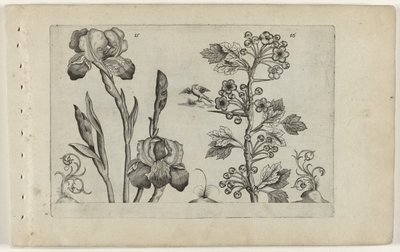 Bardiris og coralmeidoorn Cognoscite Lily (serietitel) af Crispijn van de Passe (I) (attributed to)