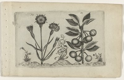 Bolderik en zure kers Know the Lilies (serietitel) af Crispijn van de Passe (I) (attributed to)