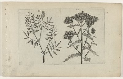 Boswikke en tuizendblad Know the Lilies (serietitel) af Crispijn van de Passe (I) (attributed to)