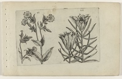 Daggøgeblomst og ruglilje Cognoscite lilia (serietitel) af Crispijn van de Passe (I) (attributed to)