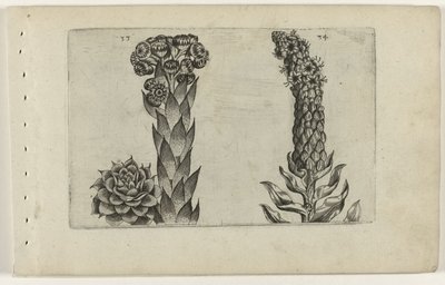 Thunderblade og mullein Cognoscite lilia (serietitel) af Crispijn van de Passe (I) (attributed to)