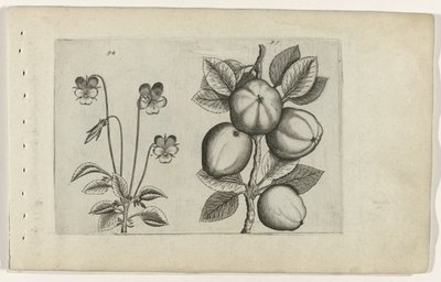 Trefarvet viol og æble Cognoscite lilia (serietitel) af Crispijn van de Passe (I) (attributed to)