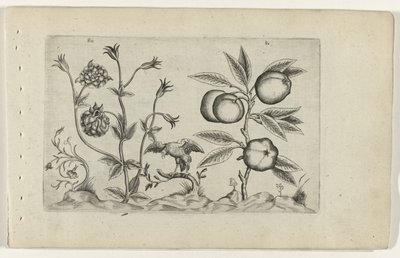 Dubbele akelei en appel Know the Lilies (serietitel) af Crispijn van de Passe (I) (attributed to)