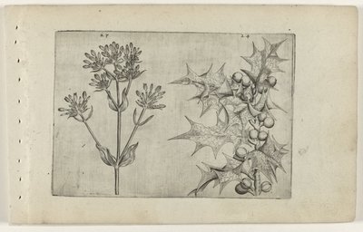 Centaury(?) og Holly Cognoscite lilia (serietitel) af Crispijn van de Passe (I) (attributed to)