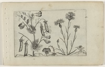 Erwt en korenbloem Know the Lilies (serietitel) af Crispijn van de Passe (I) (attributed to)