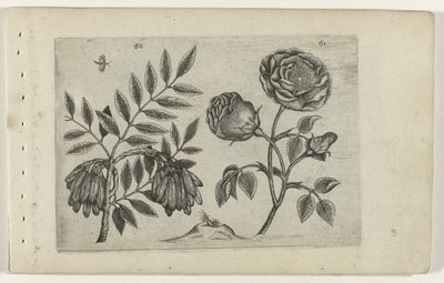 Du er en roos Know the Lilies (serietitel) af Crispijn van de Passe (I) (attributed to)