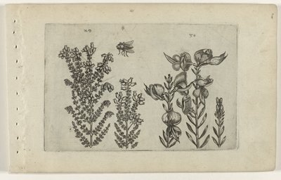 Almindelig hede og kostebusk Cognoscite lilia (serietitel) af Crispijn van de Passe (I) (attributed to)