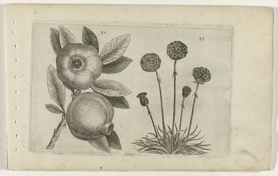 Granaatappel en Engelsk gras Know the Lilies (serietitel) af Crispijn van de Passe (I) (attributed to)