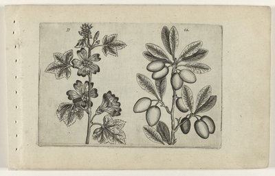 Stort malve- og oliventræ Cognoscite lilia (serietitel) af Crispijn van de Passe (I) (attributed to)