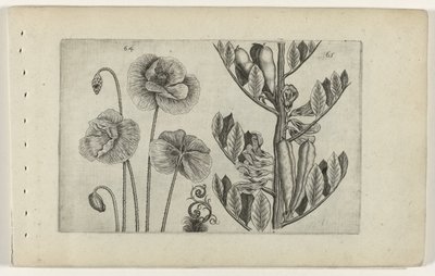 Stor valmue og bondebønner Cognoscite lilia (serietitel) af Crispijn van de Passe (I) (attributed to)