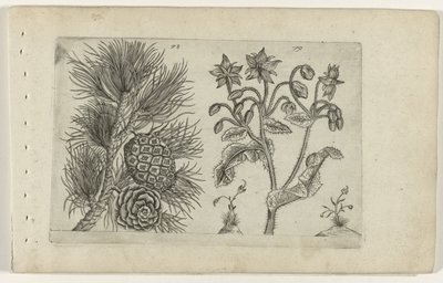 Grove den en bernagie Know the Lilies (serietitel) af Crispijn van de Passe (I) (attributed to)