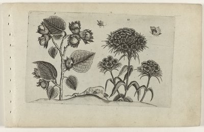Hazel og søde William Cognoscite lilia (serietitel) af Crispijn van de Passe (I) (attributed to)