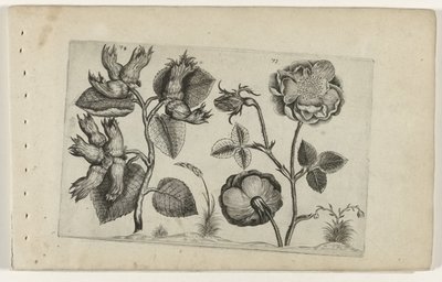 Hazelaar i roser Cognoscite Lily (serietitel) af Crispijn van de Passe (I) (attributed to)