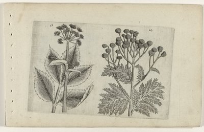 Hertswortel en boerenwormkruid Know the Lilies (serietitel) af Crispijn van de Passe (I) (attributed to)