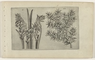 Hyacint og jenerbes Know the Lilies (serietitel) af Crispijn van de Passe (I) (attributed to)