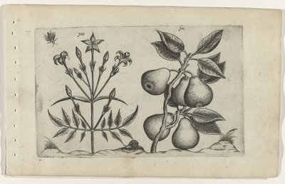 Jasmin og pære Cognoscite lilia (serietitel) af Crispijn van de Passe (I) (attributed to)