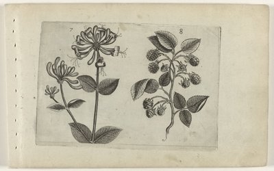 Kamperfoelie en framboos Know the Lilies (serietitel) af Crispijn van de Passe (I) (attributed to)