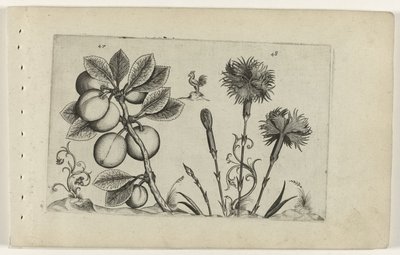 Kerspruit en tuinanjer Know the Lilies (serietitel) af Crispijn van de Passe (I) (attributed to)