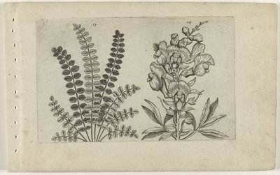 Lille pimpernel og stor snapper Cognoscite Lilia (serietitel) af Crispijn van de Passe (I) (attributed to)