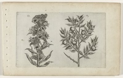 Kromhals en muisdoorn Know the Lilies (serietitel) af Crispijn van de Passe (I) (attributed to)