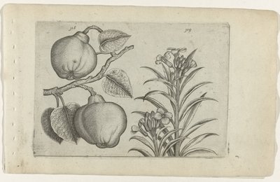 Kweepeer og muurbloem Cognoscite Lily (serietitel) af Crispijn van de Passe (I) (attributed to)