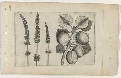 Lavendel og abrikoser Know the Lilies (serietitel) af Crispijn van de Passe (I) (attributed to)