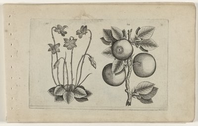 marts violet og orange Cognoscite lilia (serietitel) af Crispijn van de Passe (I) (attributed to)