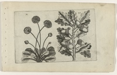 Tusindfryd og stammet eg Cognoscite lilia (serietitel) af Crispijn van de Passe (I) (attributed to)