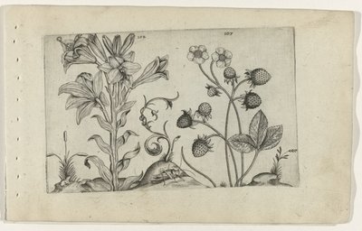 Madonnalelie en jordbei Know the Lilies (serietitel) af Crispijn van de Passe (I) (attributed to)