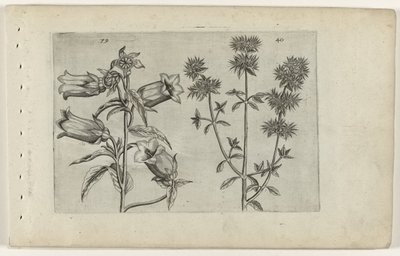 Mariette ur og merian Cognoscite lilia (serietitel) af Crispijn van de Passe (I) (attributed to)