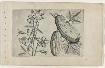 Muskusroos og komkor Know the Lilies (serietitel) af Crispijn van de Passe (I) (attributed to)