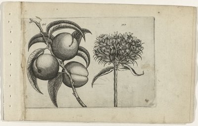Fersken og brændende kærlighed Cognoscite lilia (serietitel) af Crispijn van de Passe (I) (attributed to)